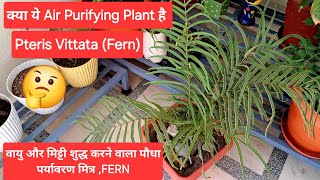 वरदान है यह पौधा  स्वच्छ हवा और मिट्टी के लिए  Pteris Vittata का पौधा इस Fern का अद्वितीय लाभ [upl. by Maxia42]