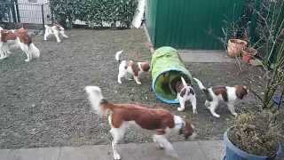 Kooikerhondje Welpen 9 Wochen spielen [upl. by Pinzler553]