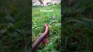 Beautiful Millipede Millipede shorts insects creativeshots [upl. by Ardnaed615]