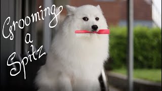 How to groom a Spitz [upl. by Selassie823]