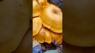 The Poisonous Jack o Lantern Mushroom 🎃 Omphalotus illudens Just In Time For Halloween nature [upl. by Brucie]