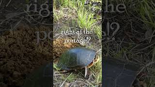 Painted Turtle on the Portage in Algonquin turtle wildlife canoecamping backcountry camping [upl. by Elletsirk]