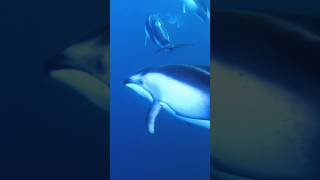 カマイルカの群れと水中へ⁉️ カマイルカ pacific whitesided dolphin イルカ dolphin [upl. by Ical909]