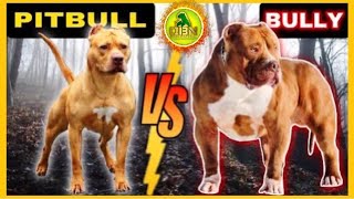 Whats the REAL Difference Between Pitbull and American Bully [upl. by Annasus]