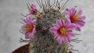 Pincushion Cactus Blooms [upl. by Pentheam]