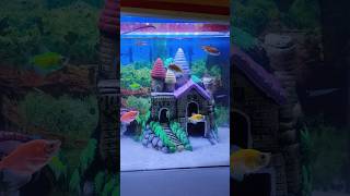 New aquarium setup😍glowfishzebrafishgoldfishkoicarpfish bangladesh [upl. by Belinda]