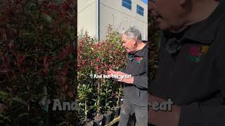 A Hedge that turns BRIGHT Red with New Growth Photinia Red Robin [upl. by Truelove]