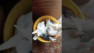 BREEDER PIGEONS ONLY🕊️🪺🐣subscribeshortvideoviralvideoforyoufypシ゚viralfyp [upl. by Maria281]