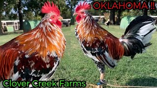 Tj Duree Best Beautiful Birds Oklahoma  Farm Visit [upl. by Odlavu]