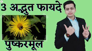 Pushkarmool Ki Jad  Inula Racemosa in Hindi  पुष्करमूल के फायदे Ayurveda fitworldhealthcare [upl. by Frida]