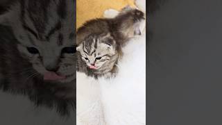 Mom I still want milk 😋 Kitten meowing kittycat kitten kittenlove meowing [upl. by Ardiek]