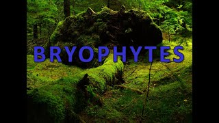 Bryophytes [upl. by Nosmoht]