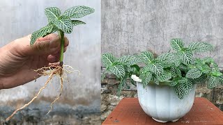 Unexpectedly propagating the Fittonia plant from leaves took root so much [upl. by Temirf874]