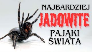 NAJBARDZIEJ JADOWITE pająki na świecie [upl. by Neesay147]