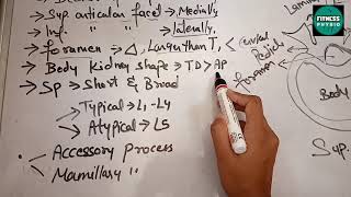 LUMBAR VERTEBRAE  EASY EXPLANATION easy way to remember [upl. by Mureil270]