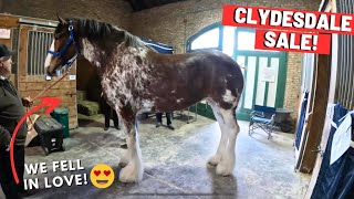 National Clydesdale Sale  Over 100 Horses At This Auction [upl. by Ahsakat561]