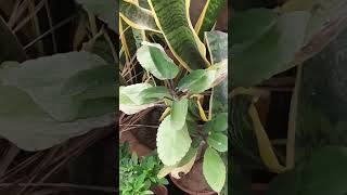 Ye Plant 1 Patte Se Propagate Ho Jata Hai plantcare bryophyllum trending gardening [upl. by Cathey]