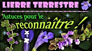 Comment reconnaître le Lierre terrestre [upl. by Betsey]