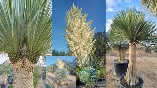 Yucca rostrata [upl. by Aical]