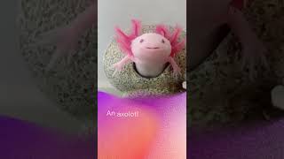 9 Fun Facts About Axolotl [upl. by Renelle]