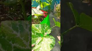 আমার free তে পাওয়া কুমড়া গাছnature youtubeshorts subscribe 🌷🪷🌸 [upl. by Noicnecsa664]