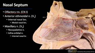 Nasal Cavity Sinuses and Ear  Innervation of the Nasal Cavity [upl. by Marteena768]