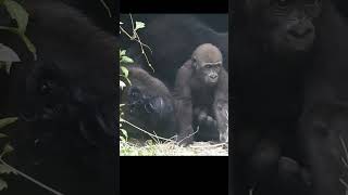 Silverback Gorilla Djeeco 22y10m old dad amp son Jabali 10m old shorts 小大猩猩 shorts [upl. by Ayek633]