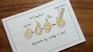 budding in yeast  how to draw budding in yeast [upl. by Lehsar578]