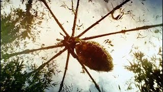 Giant Spider Attack Scene  Kong Skull Island 2017 Movie Clip HD [upl. by Davis]