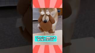 柴犬さんの動画見て笑ったら寝ろwwwwwww [upl. by Erhart]