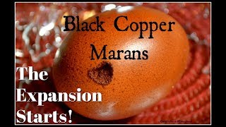 Black Copper Maran EXPANSION Begins [upl. by Accebor]