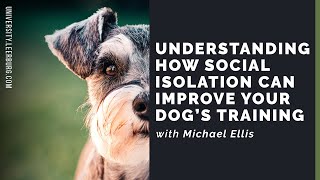 Understanding How Social Isolation Can Improve Your Dogs Training with Michael Ellis [upl. by Kareem]