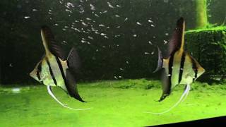 Dantum Angelfish Breeding Pair Ferociously Defend Their Babies [upl. by Tahpos]