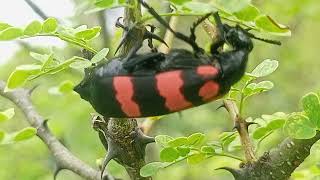 Blister Beetle Natures Toxic Beaut Thorny Branch [upl. by Grosvenor]