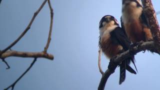 Blackthighed Falconet Microhierax fringillarius [upl. by Ellemrac736]