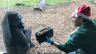 Monkeys Reaction to Music 😂Funniest Animal Videos [upl. by Ebba]