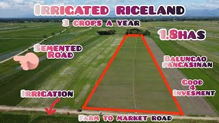 lot193 irrigated riceland 3 crops a year 18has 35mtrs frontage along farm to market road [upl. by Einotna]