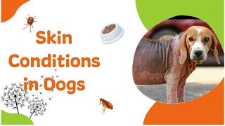 Skin Conditions in Dogs and How to Help Them [upl. by Rosenkranz606]