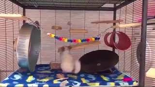 Chinchillas funny times Chinchillas playing Cute little animals [upl. by Tommy124]