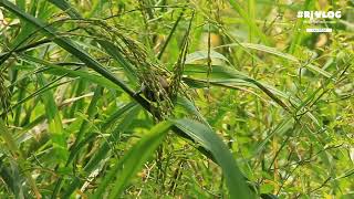 Whitebellied munia  Jorhat 2024 [upl. by Redd422]