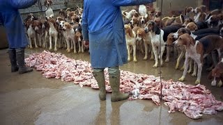 Feeding hounds in the Château de Cheverny France [upl. by Lucius]