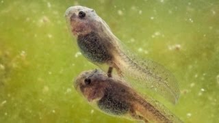 Keimesentwicklung der Amphibien  Trailer Schulfilm Biologie [upl. by Winters]