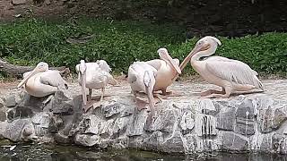 Great White Pelican Pelecanus onocrotalus drinking [upl. by Suoivatram986]