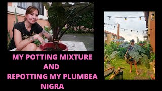 Potting Mixture and Repotting my Plumbea Nigra  Alocasia  soil mixture amp few tips plantita [upl. by Mercorr]