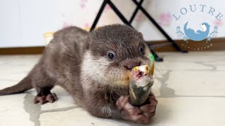 The Funny Moment when Baby Otters Eat Fish [upl. by Jarad]