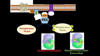 The Fight or Flight Response Part 5 Activation of Phosphorylase Kinase and Glycogen Phosphorylase [upl. by Aissat]