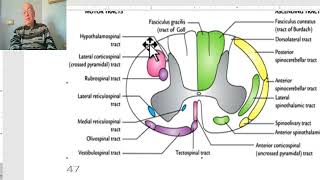 Anatomy of CNS Module in Arabic 2024 Extrapyramidal tracts by Dr Wahdan [upl. by Ssepmet]