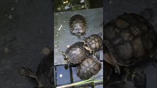 Terrapins Turtles at Duthie Park David Welch Winter Gardens Aberdeen [upl. by Ilaire942]