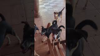 Meeting the dogs in the morning animalrescue pets dogrescue [upl. by Crutcher107]