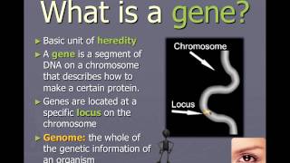 Chromosomes genes and alleles IB Biology [upl. by Dionis]